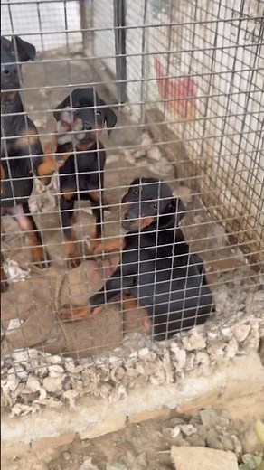 European Doberman puppies available for sale