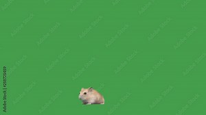hamster on a green screen