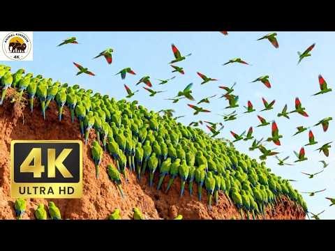 Relaxing Walk in the Amazon The River's Edge - Macaw Clay Licks & Jaguar Beach4K