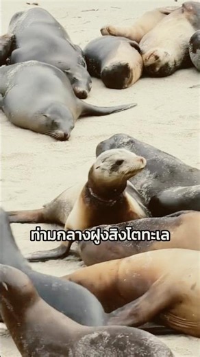 นี่คือสิ่งที่ขยะของเราทำกับสิงโตทะเล