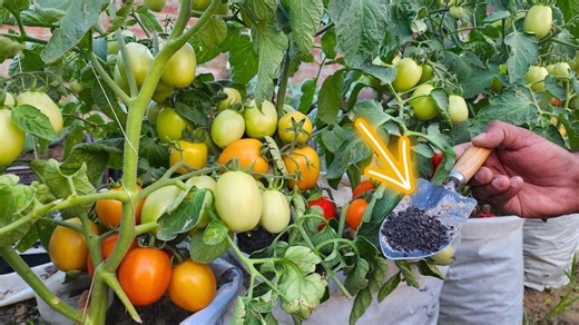 8 Golden Rules to Grow Tons of Tomatoes in Containers