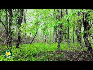 Rain Sound in the Forest and Birds Singing - 10 hours Relax and Sleep