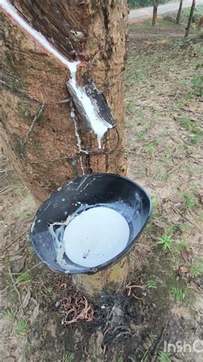 Raw Rubber latex collection from The Rubber Plant.( रबर संग्रह )