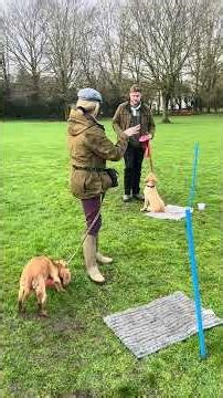 Puppy Group: Find it (hunting) with Jonny working cocker spaniel