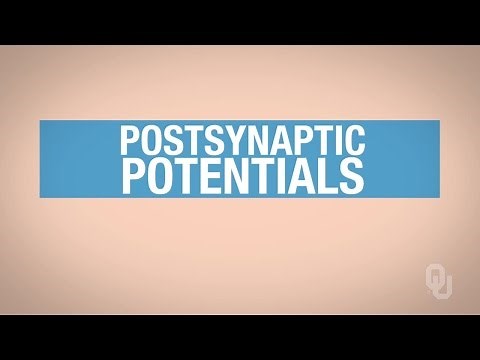 Human Physiology - Excitatory Postsynaptic Potentials
