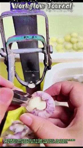 마늘 껍질을 쉽게 벗기는 작업 과정 #works #worker #process #peeling #tool