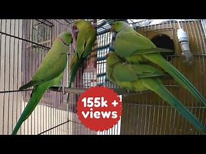 Indian Ringneck Parrot Mating First Time