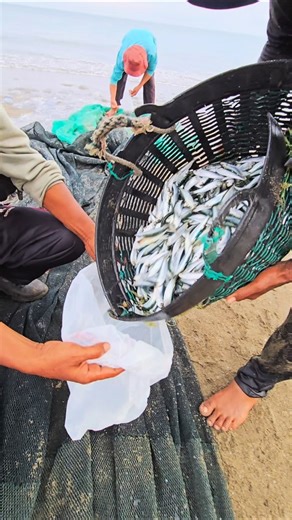 Catching a Lot of Sardines with a Beach Seine Net #fishing #fish #fishingnet