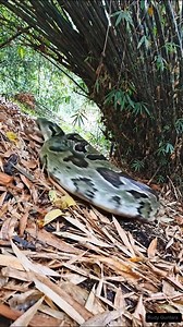 A giant anaconda snake was hit by a log 😱 #anaconda #amazon #nature #sucuri #gigante #python | Rudi Guntara