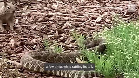 Caught on camera: squirrel vs. rattlesnake