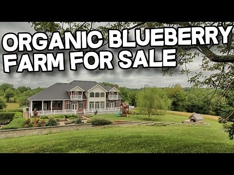 Organic blueberry farm Kentucky Horse Property | Horse Farm for sale