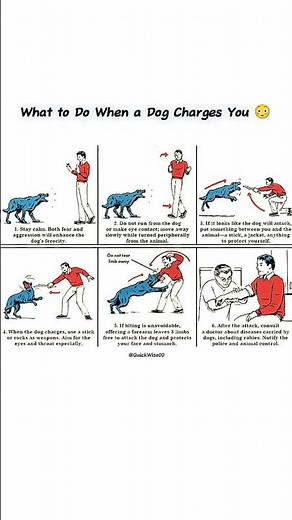 You Have 3 Seconds to Live ☠️ | how to survive a dog attack #DogAttack #HowToSurvive #fyp