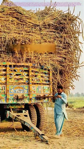 Locking the Load: The Final Click That Secures a Mountain of Cane