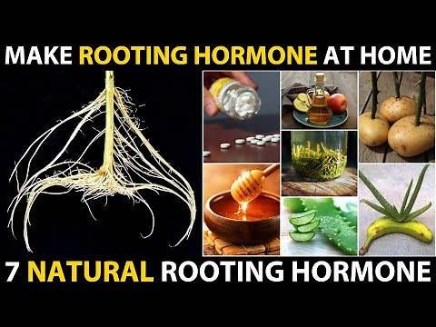 How to make ROOTING HORMONE at Home | 7 Ways to Make Natural Homemade Plant Rooting Hormone Powder