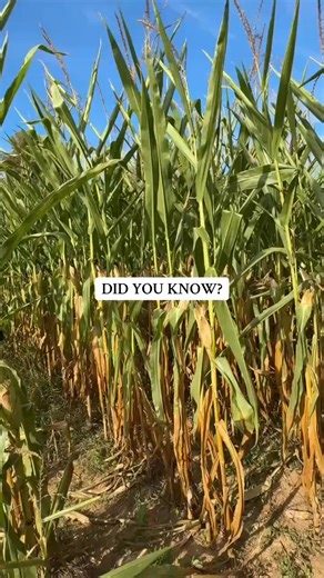 “Did you know? Healthy fields start with the soil, not the fertilizer.” It all begins underground. Before you add anything else, make sure your soil biology is alive and thriving. Fertrell’s natural fertilizers feed the microbes first — the same microbes that feed your plants. When the soil’s healthy, everything else follows. Contact our agronomy team for soil health recommendations and custom fertilizer blends. | Fertrell | Facebook