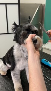 Grooming Dobby, the Biewer Yorkie