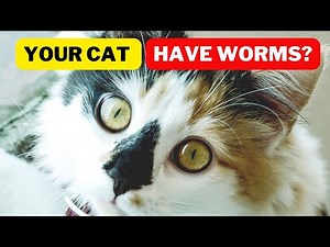 How to Know if Your Cat Has Worms | How to Check if Your Cat Has Worms / Cat Grooming