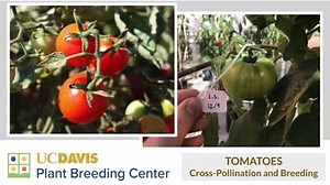 Art of Tomato Breeding
