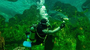 Día mundial de la protección de la naturaleza: conocé cómo se trabaja para conservar al tiburón gatopardo
