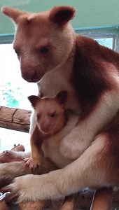 5.6K views · 460 reactions |  NEW to Belfast Zoo  Rare...