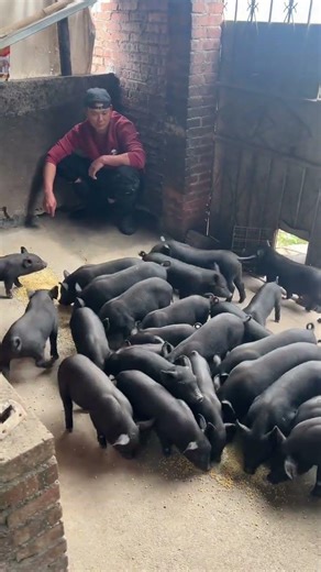 Inside the Life of a Little Black Pig Farmer