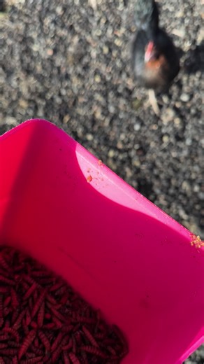 Frickin Chickens 🐓 #chickens #farmanimal #animals