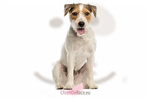 Parson russell terrier : caractère, qualités & défauts