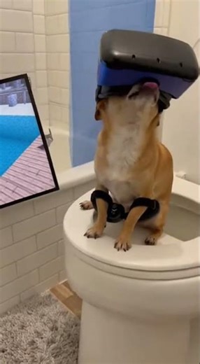 "Woof woof 1,000 🐶 1 billion+ views"