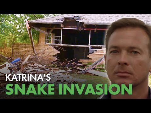 Python Hunters Investigate Hurricane Katrina Bayou | Python Hunters