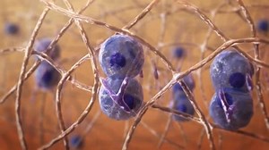 In biology, regeneration is a process of regeneration, restoration and growth that makes genomes, cells, organisms and ecosystems resistant to natural fluctuations.