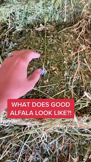 High-Quality Alfalfa for Horses: A Visual Guide