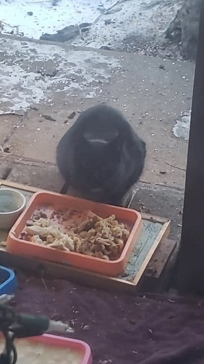 Miss Kiki having some morning breakfast this January 26 2025. Miss Kiki has been here for years. Thank you all for being a fan of the Cat Cave Kittys. I appreciate your continued support by watching my videos and viewing my posts. I enjoy showing you their videos and real life photos so much. If you would like to help me help these kittys you can view my Amazon Wish List at: http://FeralWishList.com Feral Cat Cam - #CarolynJean #tnr #tnrferalcats #feralcats #feralkittens #kittycuddles #cathouse 