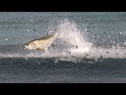 Incredible Footage of the Florida Mullet Migration