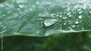 Taro leaves are the heart-shaped leaves of the taro plant (Colocasia esculenta). Close-up of water droplets dripping from taro leaves. Macro footage of nature