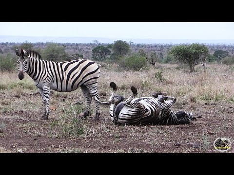 Zebras Grooming And Having Fun