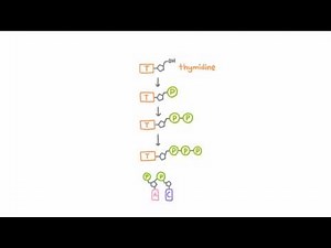 Anti-Herpetic Drugs - How They Work