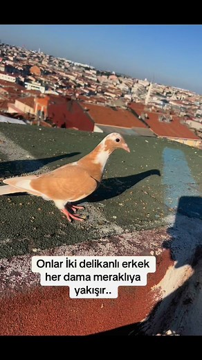 Postaci Mehmet on Reels