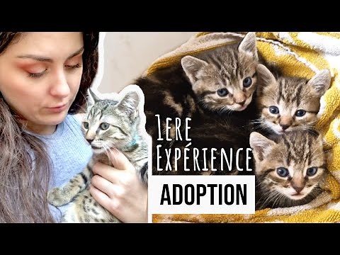 Chatons / Adoption / Famille d'accueil ? Ma 1ere expérience compliquée