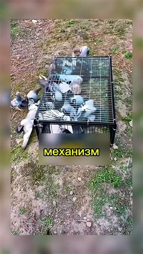 Гениальная ловушка для птиц 🐦 #Япония #Изобретение #Идея