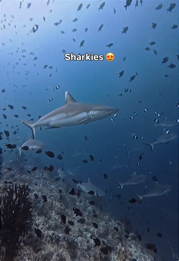 Experience the Thrill of Grey Reef Sharks While Scuba Diving