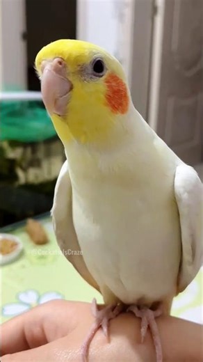 Cute Tweeting Moments 🎶🦜💖🤗 #cockatielscraze #birdsinging