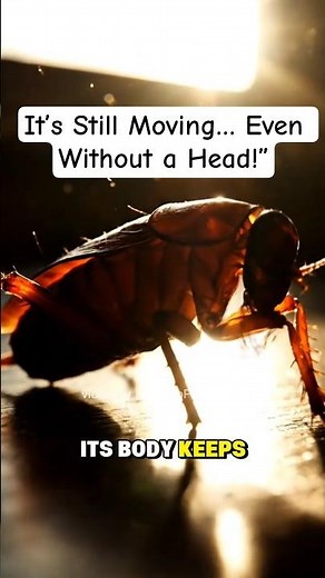 How Can a Cockroach Live Without Its Head? | Realistic 3D Cinematic Explanation