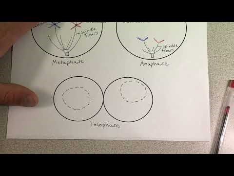 Part 5: Telophase