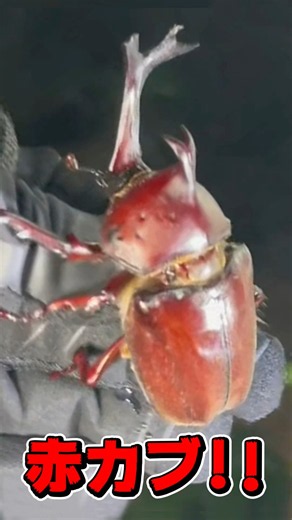 【滋賀】11歳と夜の公園でカブトムシ・クワガタ採集【前編】 #shorts #クワガタ #カブトムシ