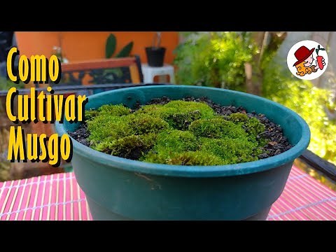 MOSS: A 100% EFFECTIVE technique for growing, harvesting, and propagating it