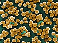 BOP: Health Management Resources