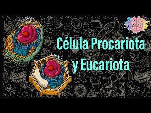 Prokaryotic and eukaryotic cells: Differences and general characteristics