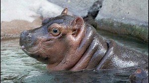 It's a boy! Hippo born at the San Diego Zoo is male