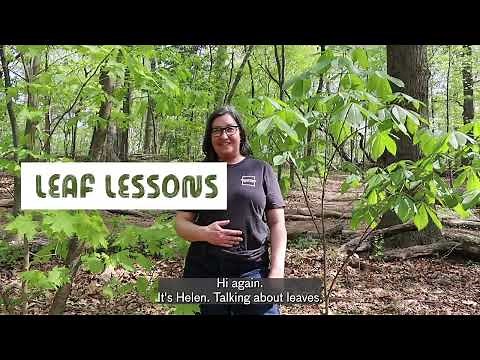 Leaf Lessons: Opposite vs. Alternate Leaf Arrangements