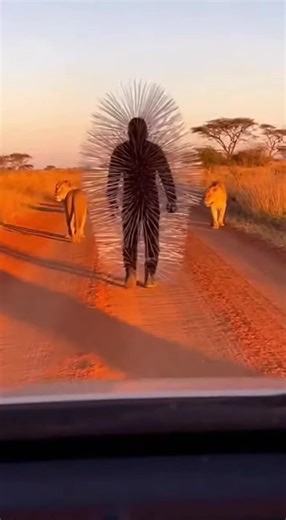 Exploring the Laws of the Savanna